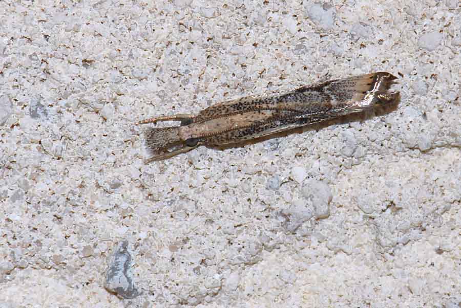 Da identificare - Agriphila trabeatella
